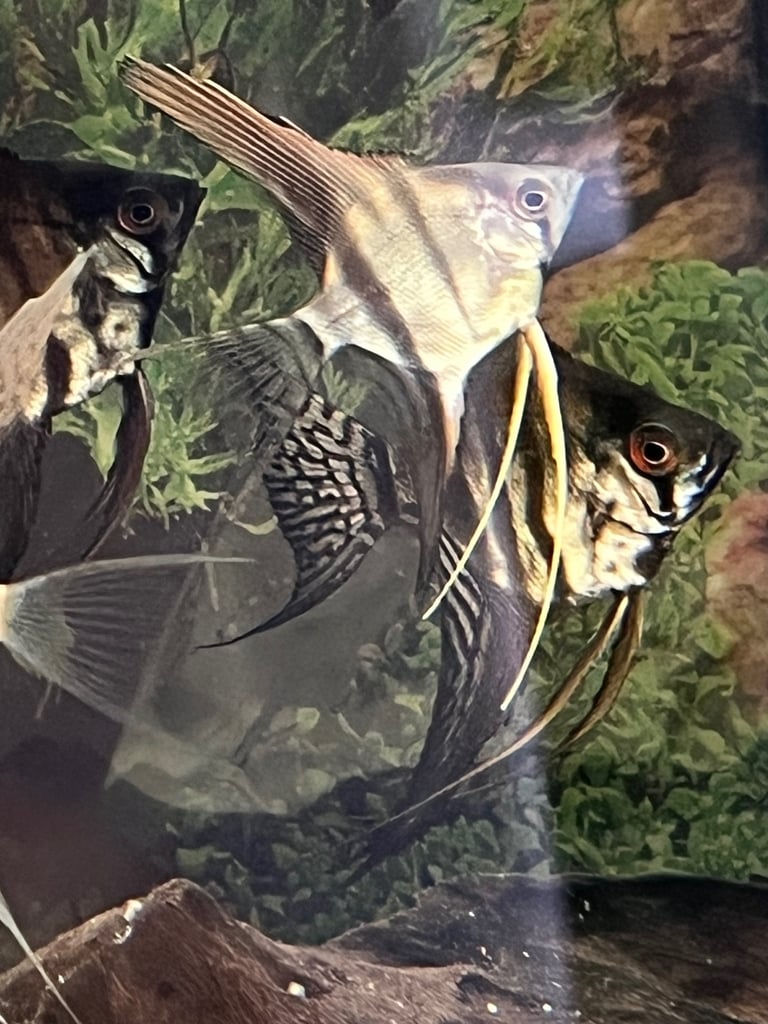 Longfin silver pinoy angelfish. 