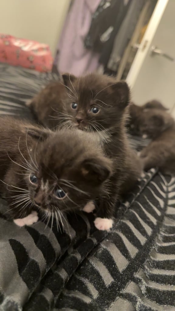 Kittens for sale £100