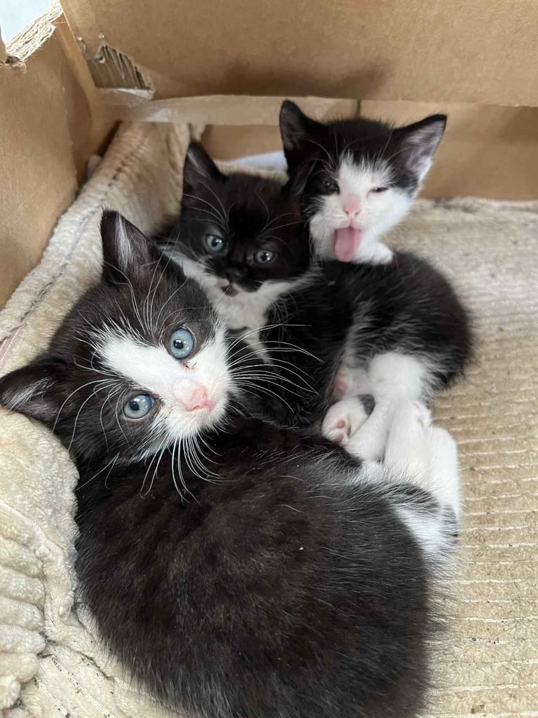 fluffy tuxedo kittens
