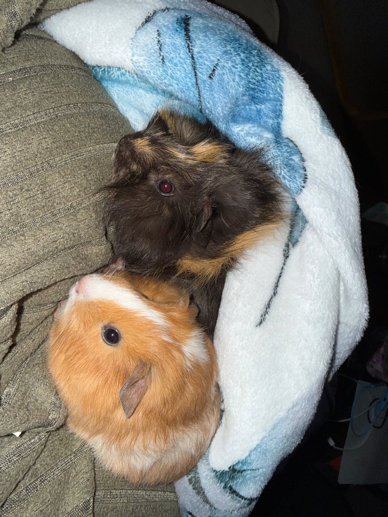 2 Female Guinea pigs 