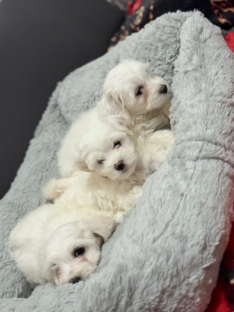 image for Puppies Maltese 
