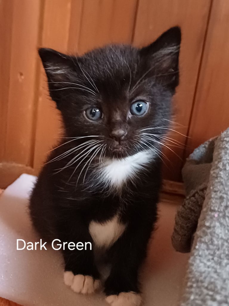 image for 7 gorgeous kittens READY TO BE REHOMED NEXT WEEKEND 