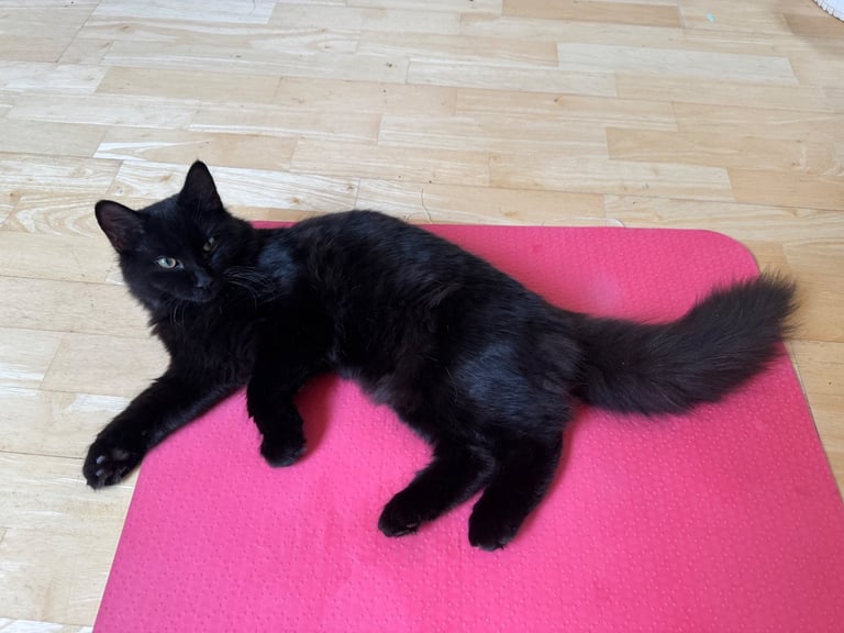Affectionate, black Siberian-mix  11 months kitten