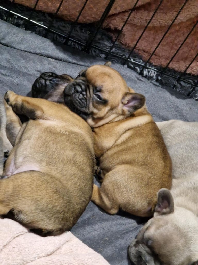 Full pedigree French bulldog puppies