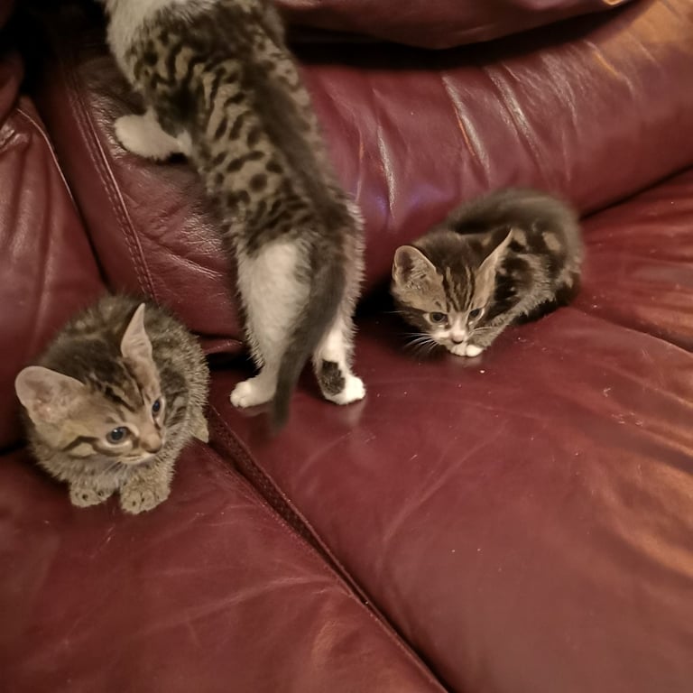 4 lovely kittens for sale 