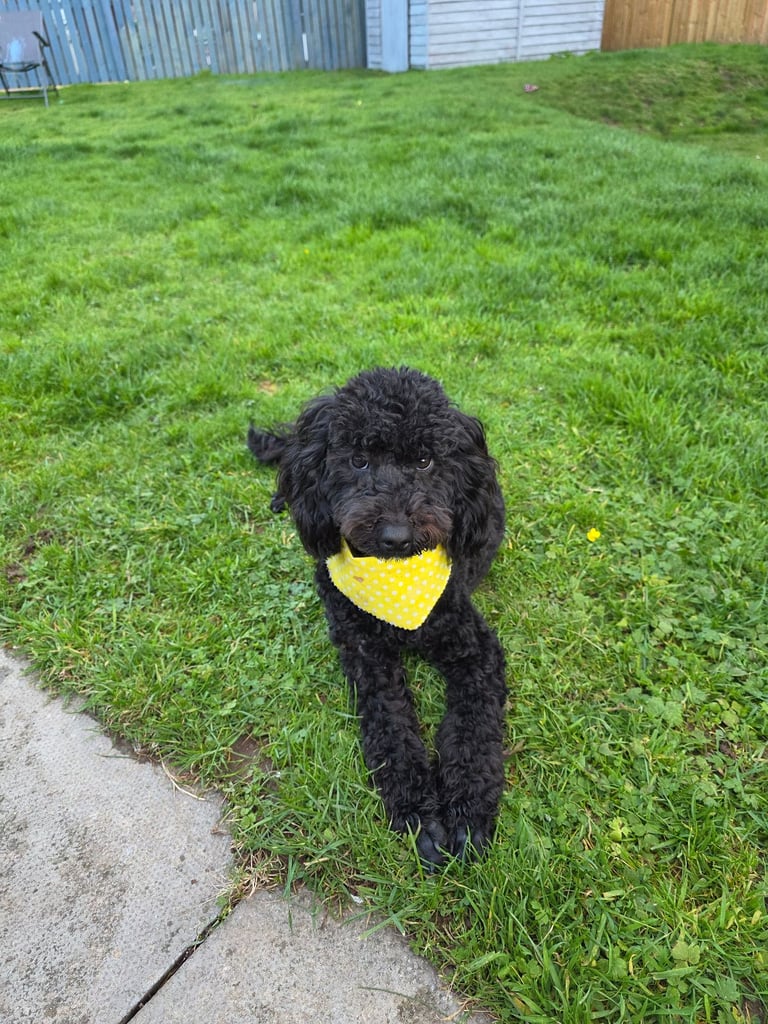 Miniature poodle kc registered 