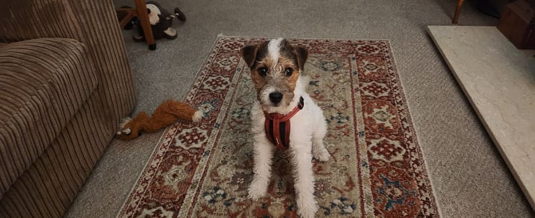 Parson Jack Russell 