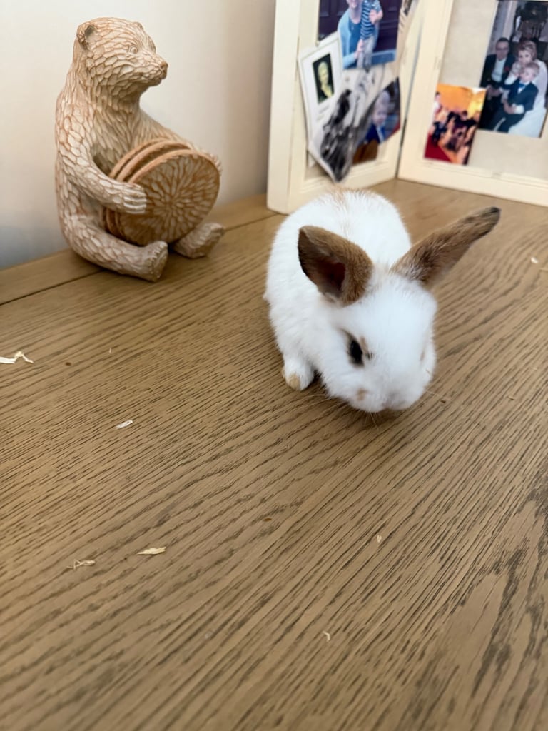 Mini lop rabbits