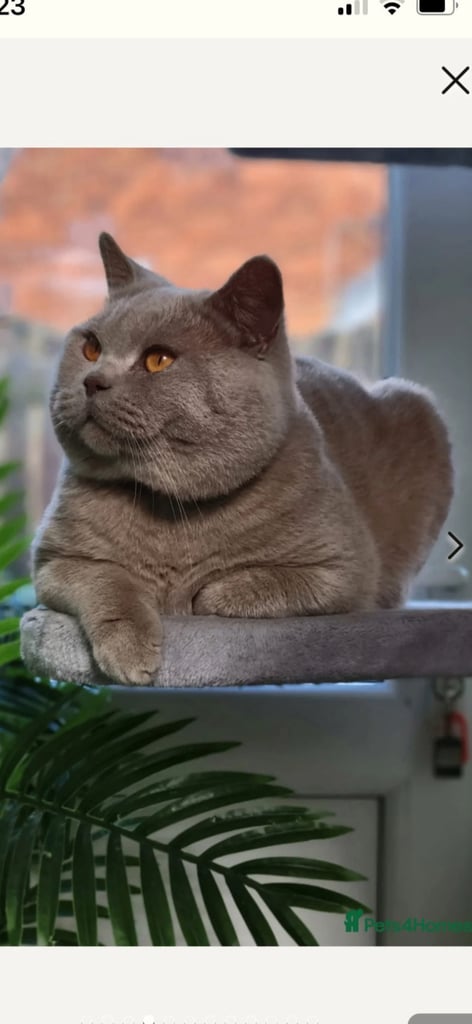  👑 Champion line GCCF British Shorthair girls 👑