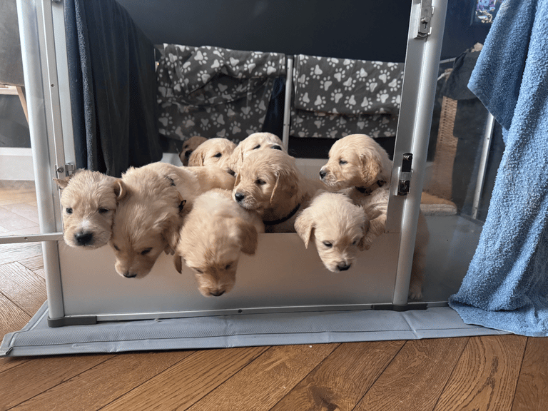image for Purebred Golden Retriever Puppies