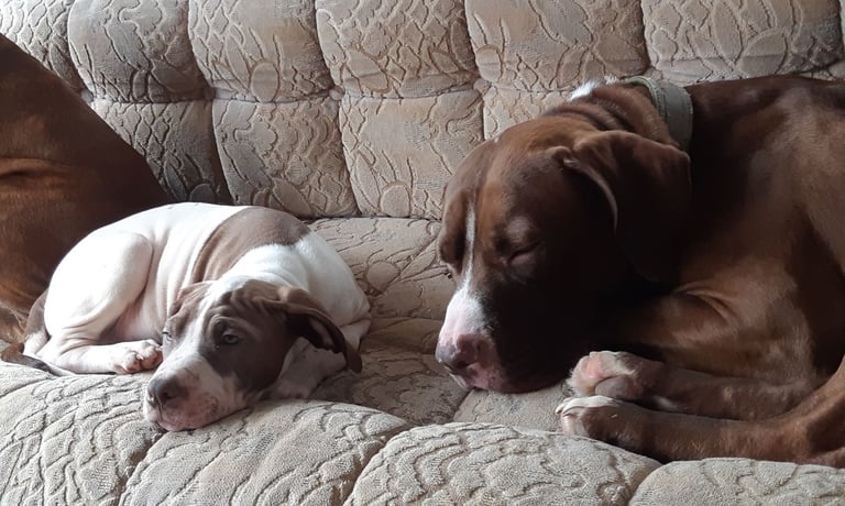 Presa cross puppies looking for homes 
