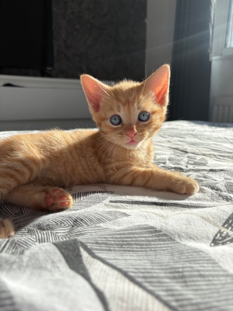 KITTENS ready to go now 