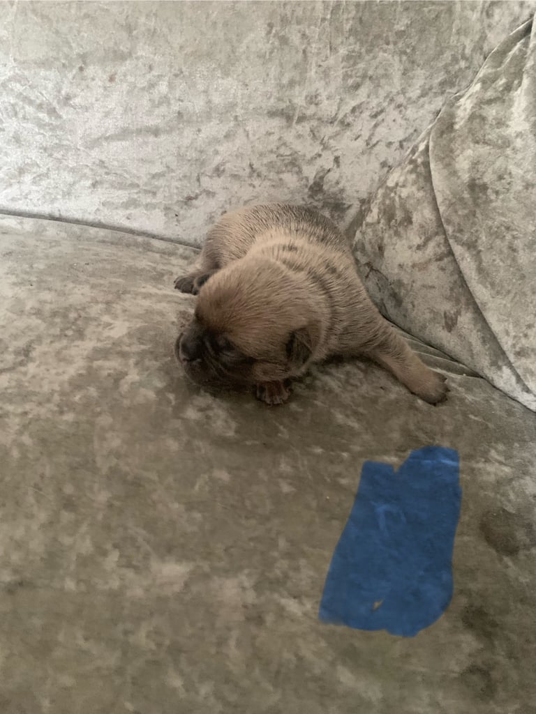 Beautiful frug puppies for sale