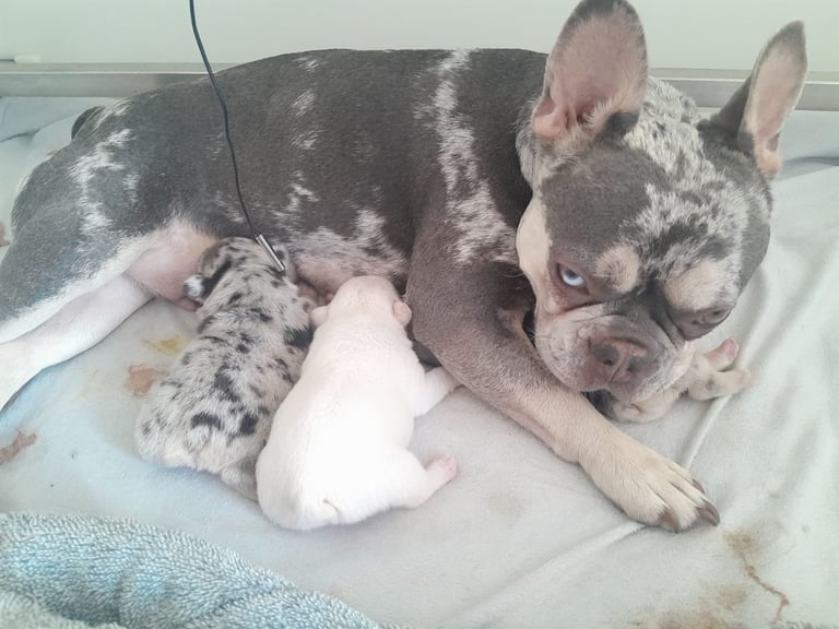 LAST ONE!! PRICE DROP !!PLATINUM MALE Chocolate merle and lilac fluffy carriers french bulldog