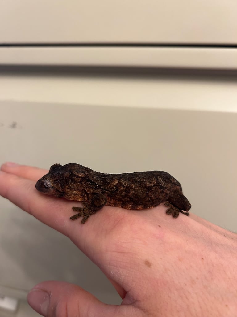 9 month old Chahoua geckos