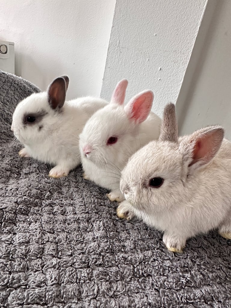 Netherland dwarf bunnies 