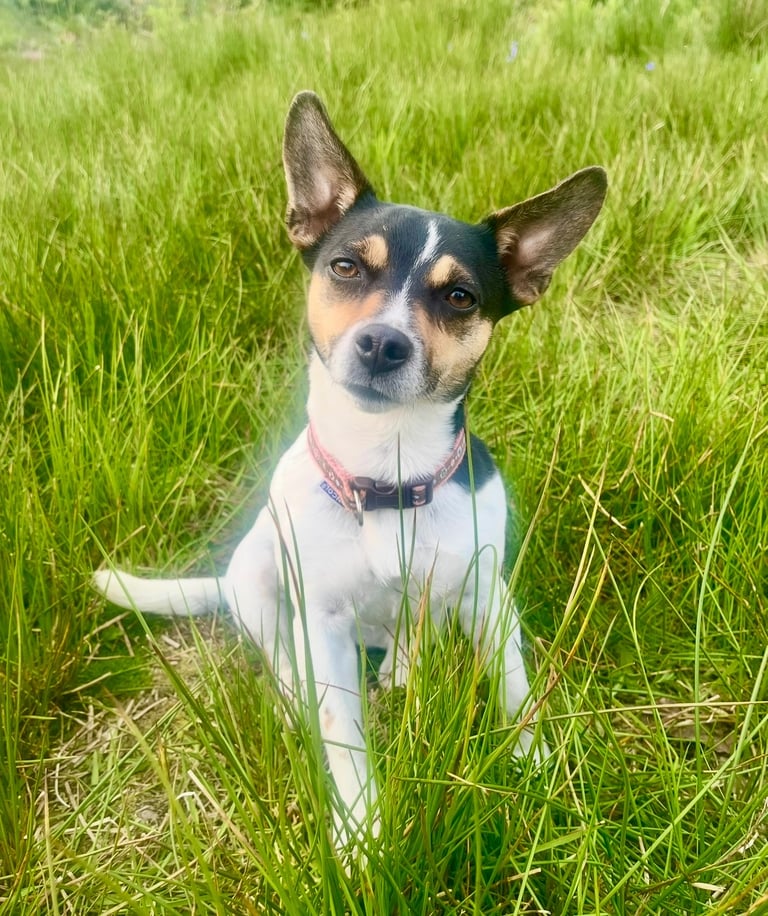 First litter of 7 Jack Russel puppies
