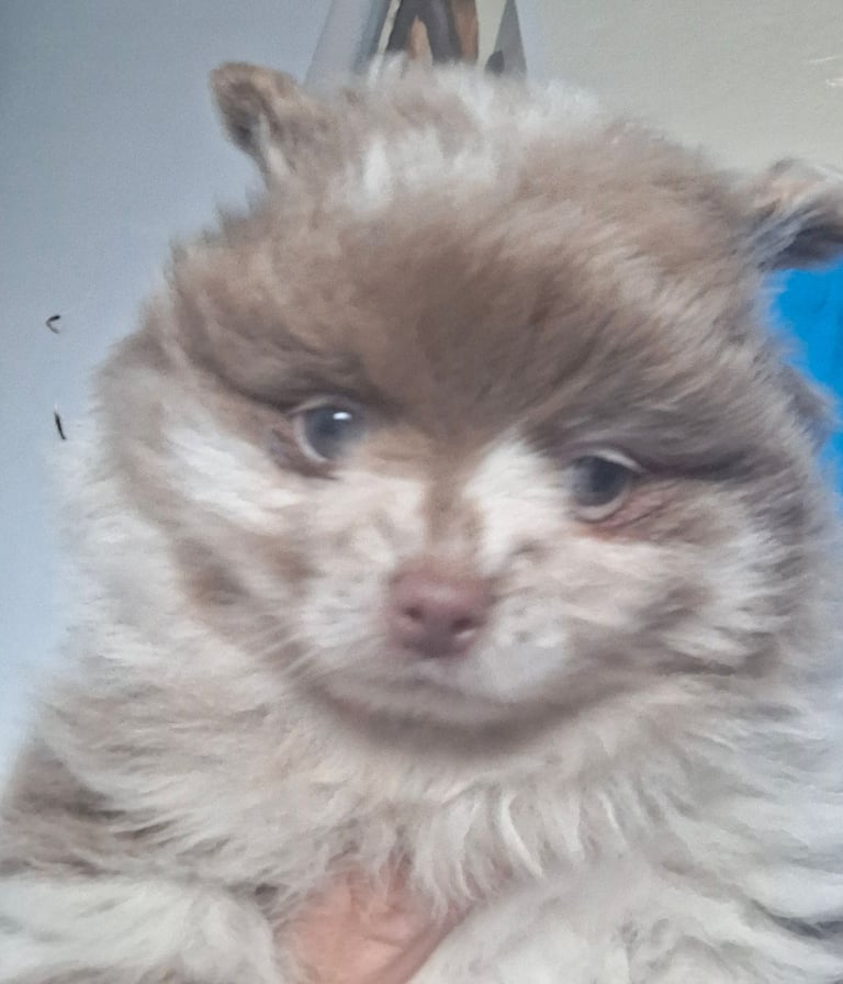 Pommeranian lavender merle bitch puppyREDUCED 