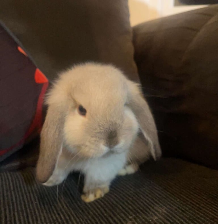 Mini lop Bunny Rabbits
