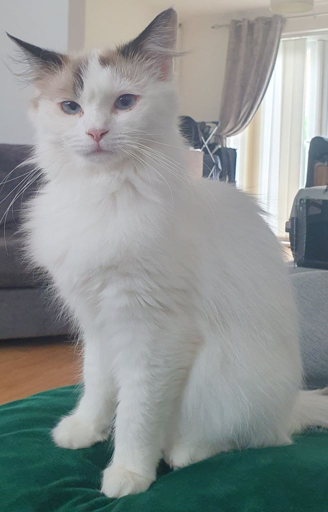 Pedigree ragdoll girls needs new home