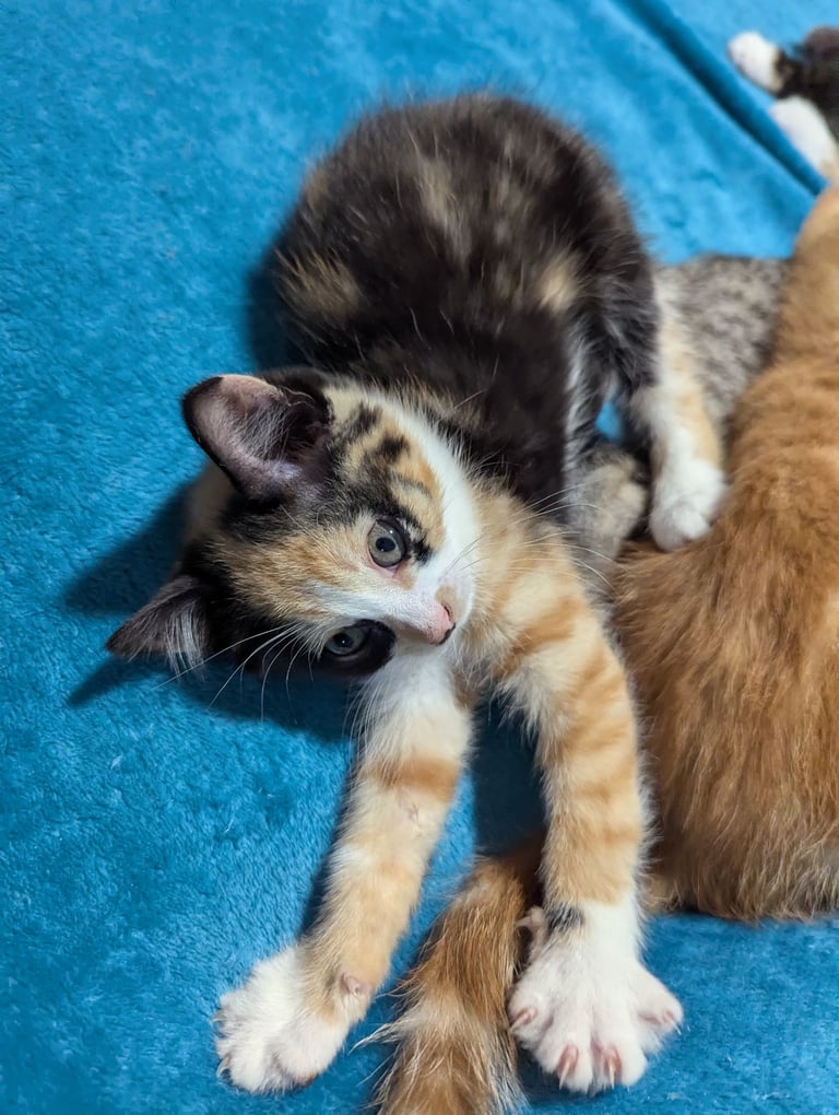 Beautiful kitten for sale *Reduced Price*