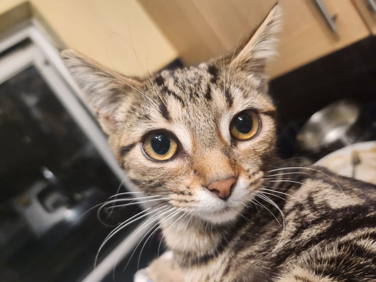 2 Beautiful girls looking for New homes