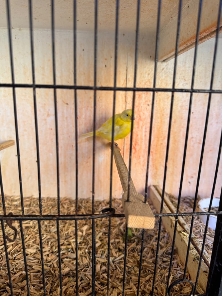 Show Quality Canaries