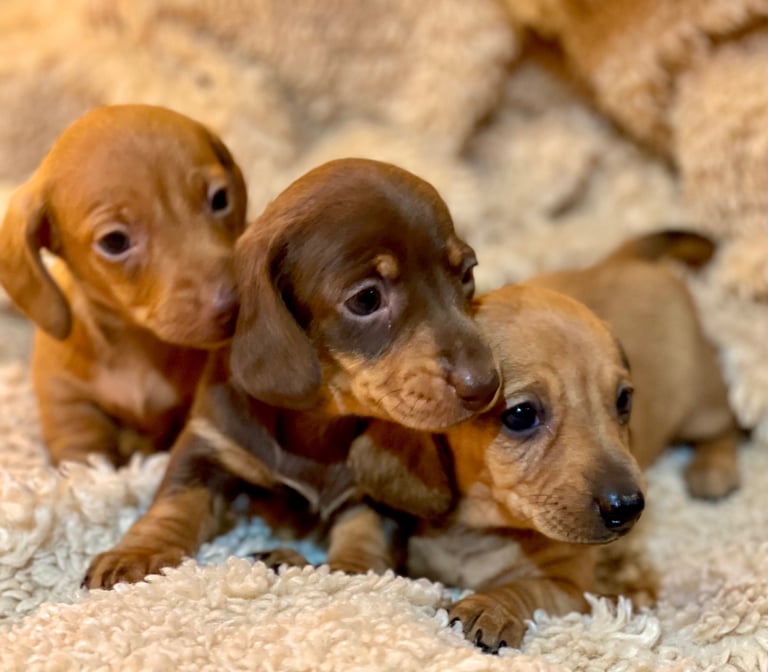 Miniature Dachshund Puppies