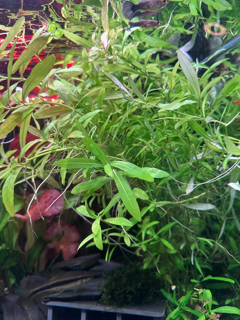 image for Aquarium Plants