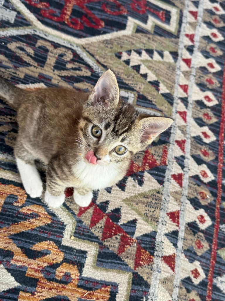 Ragdoll and Domestic Short Hair mix kitten female