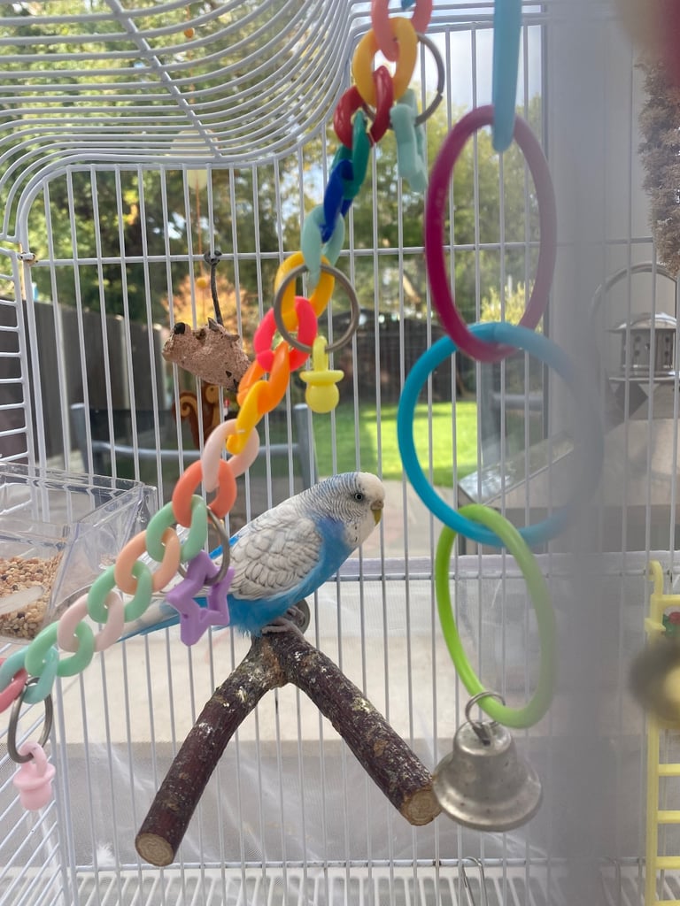 SOLD 2 lovely budgies