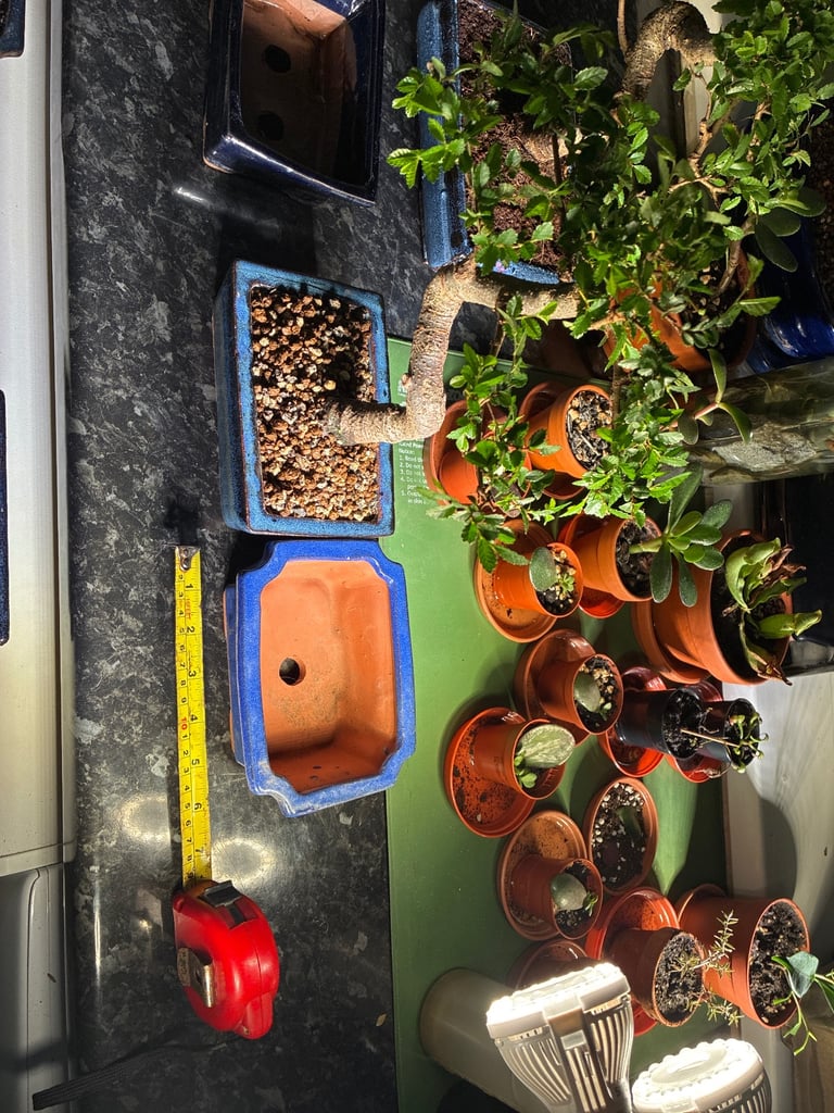 Light blue bonsai pot
