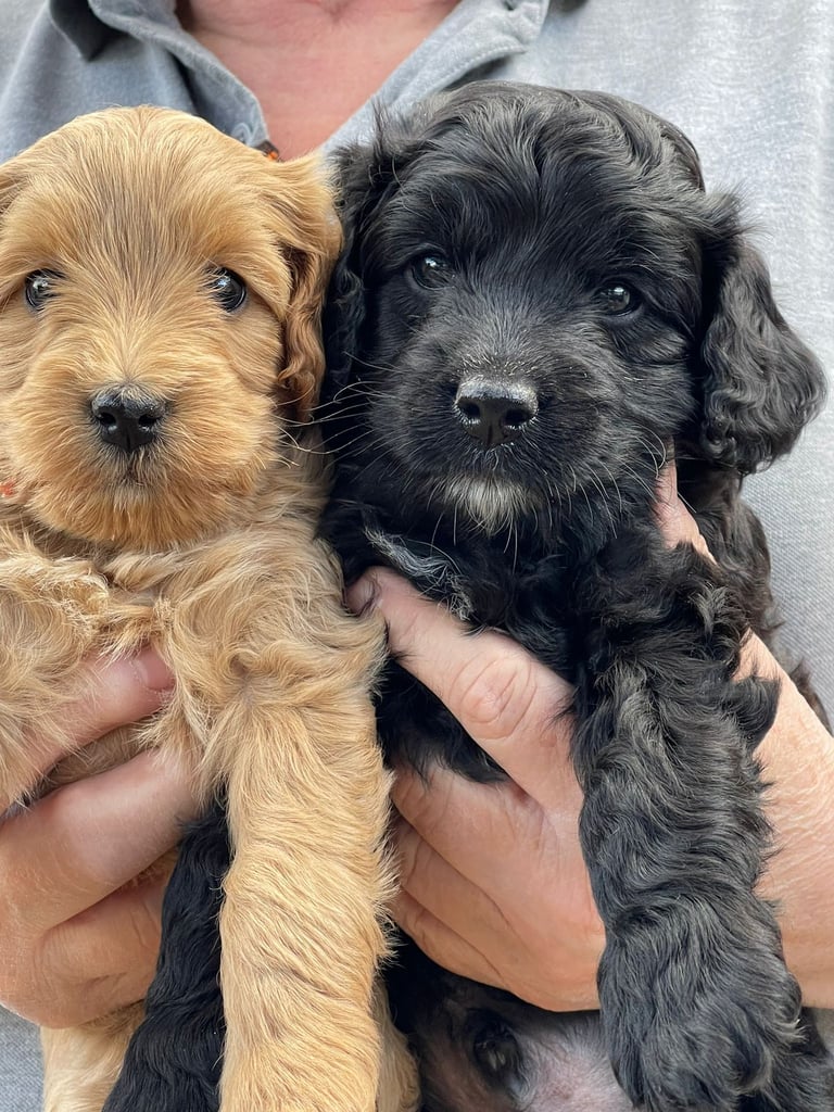 Cockapoo Puppies F1b