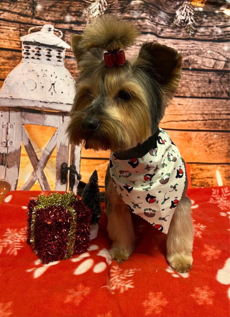 Stunning Yorkshire Terriers for sale
