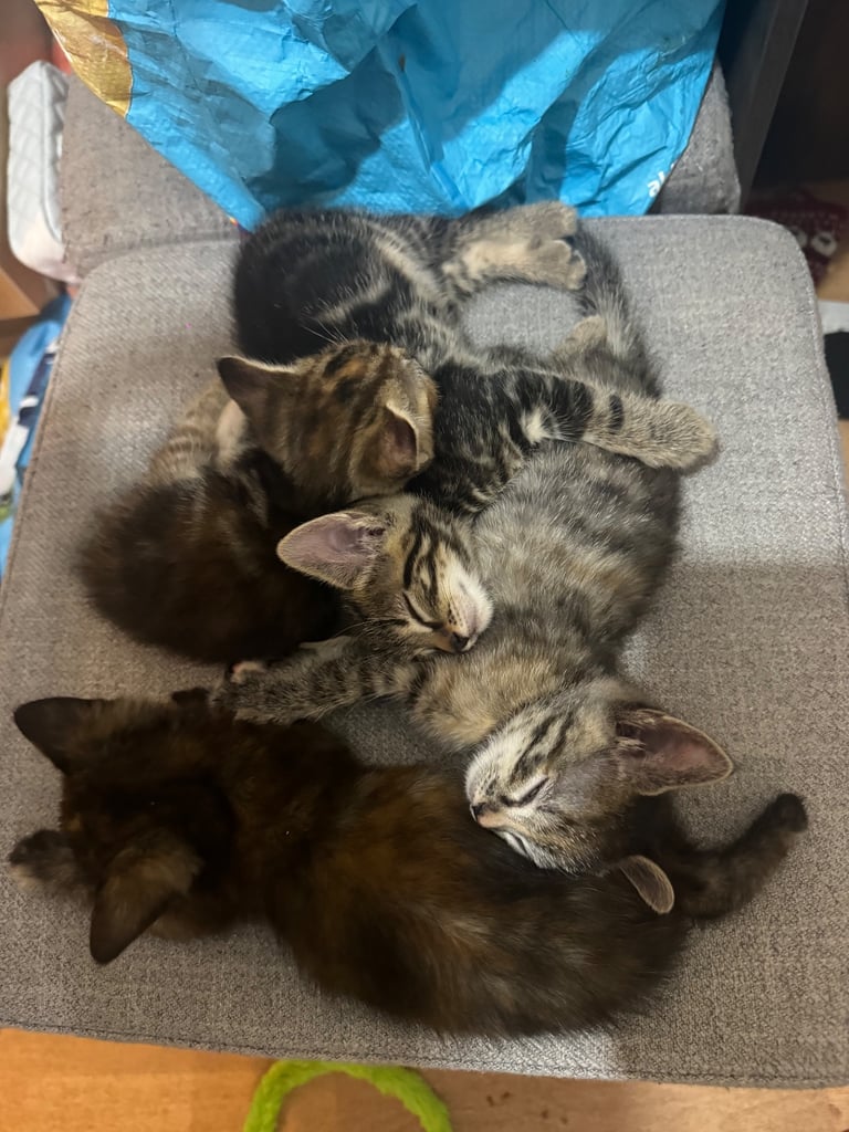 7 week old Kittens for sale 