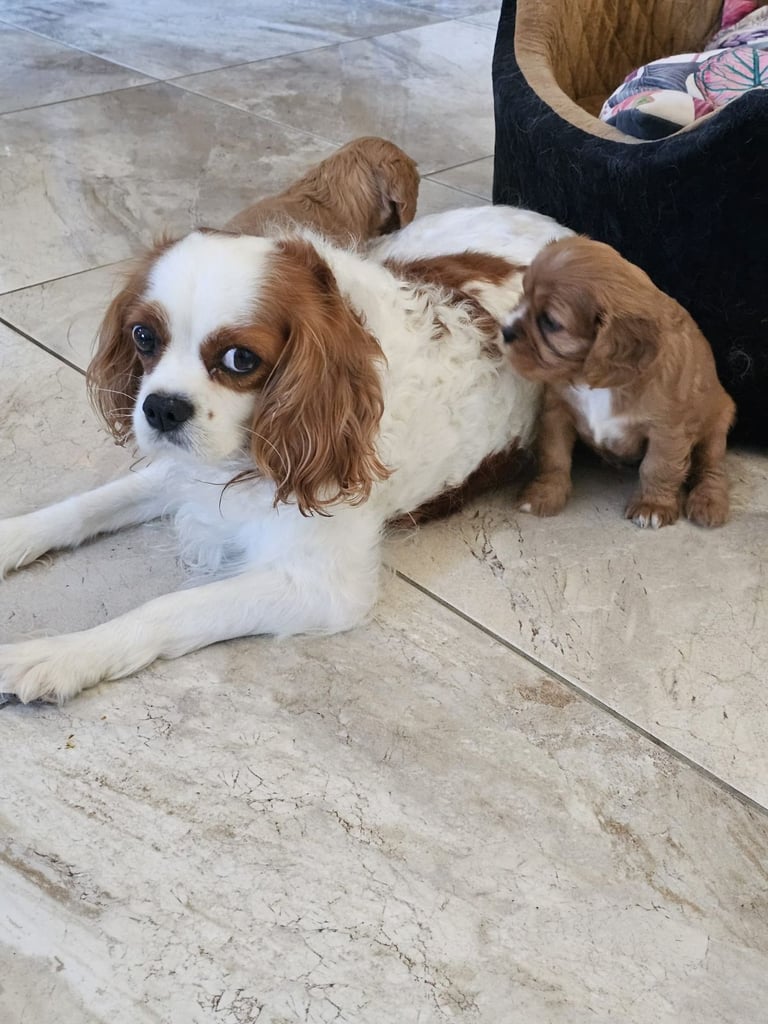 Cavalier king Charles spaniel Pups Reserve