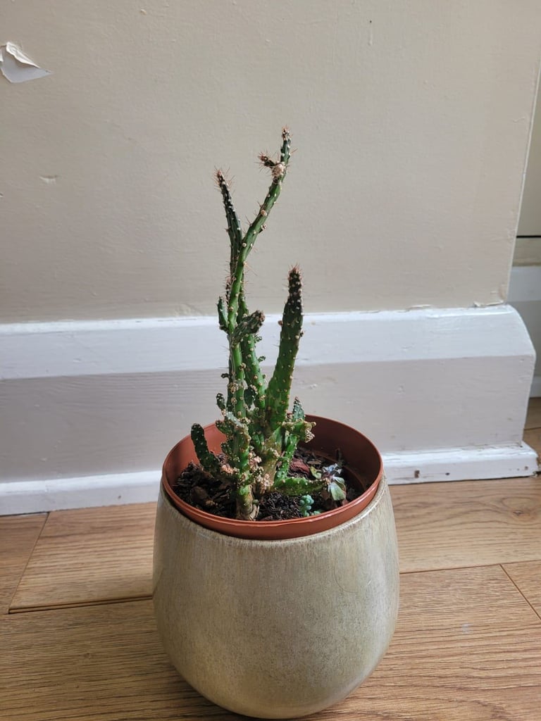 Drooping princly pear cactus