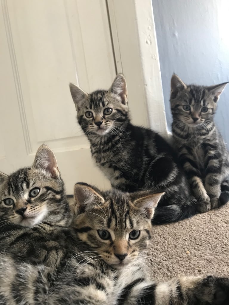 image for Cats