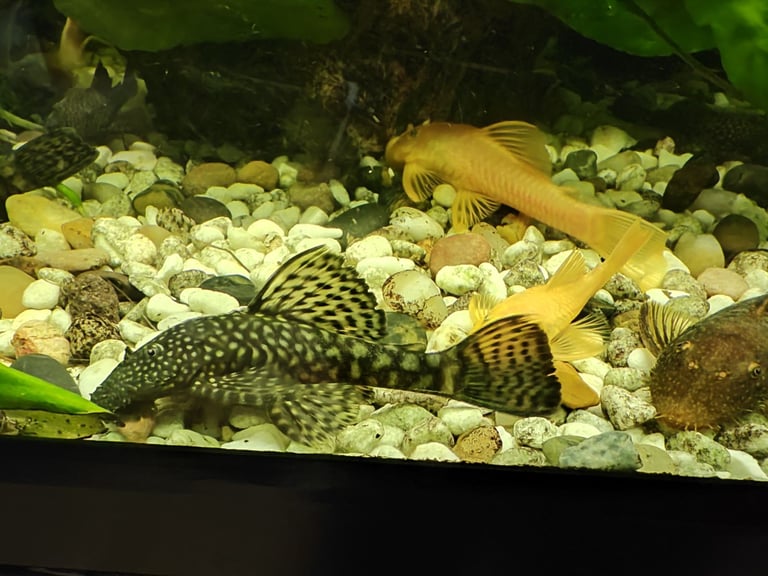 Tropical fish guppy and bristlenose pleco 