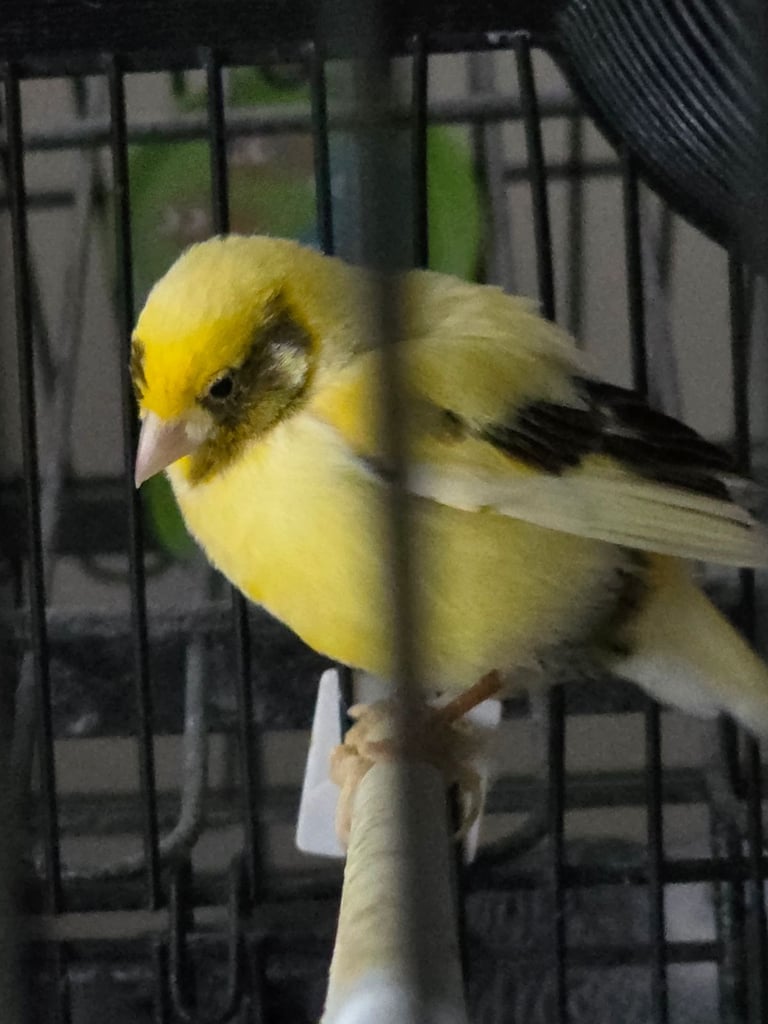 Canaries cage