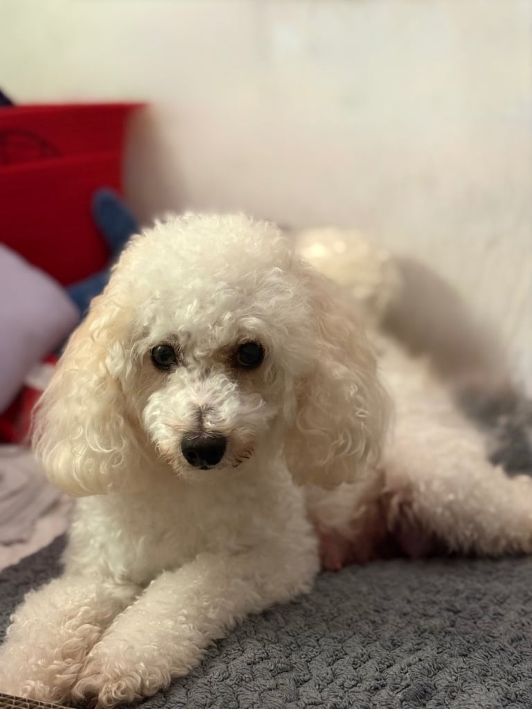 5 Beautiful Miniature Poodles For Sale 