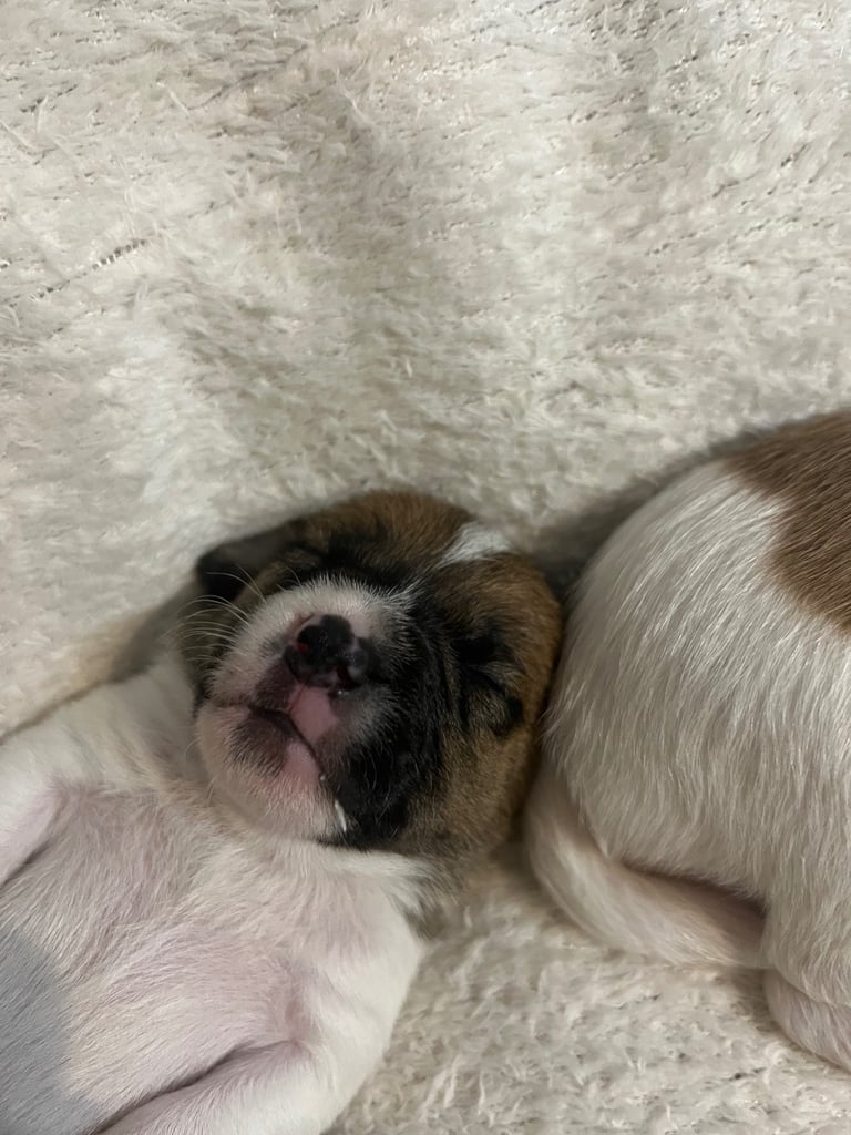 Jack Russell puppies