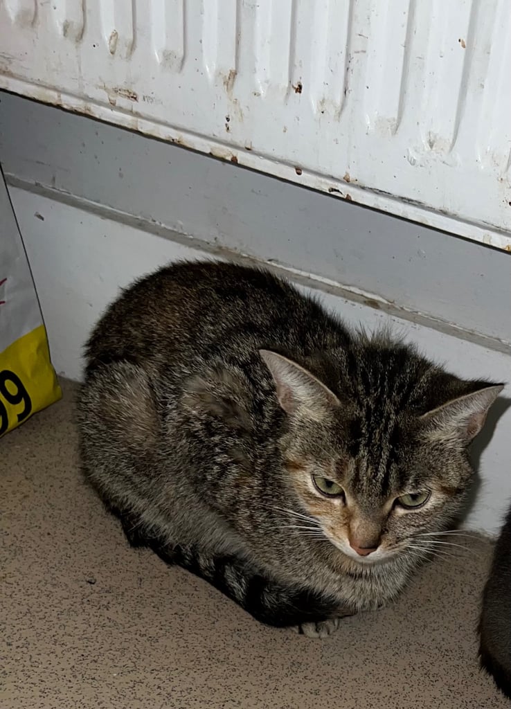 Tabby Kitten Ready to Go ! 