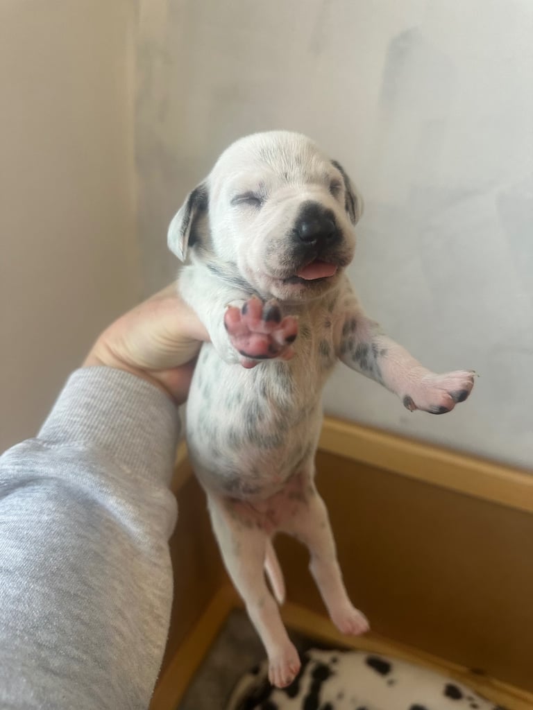 image for Dalmatian 