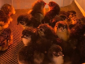 Copper Maran chicks - hatched 6/3/23
