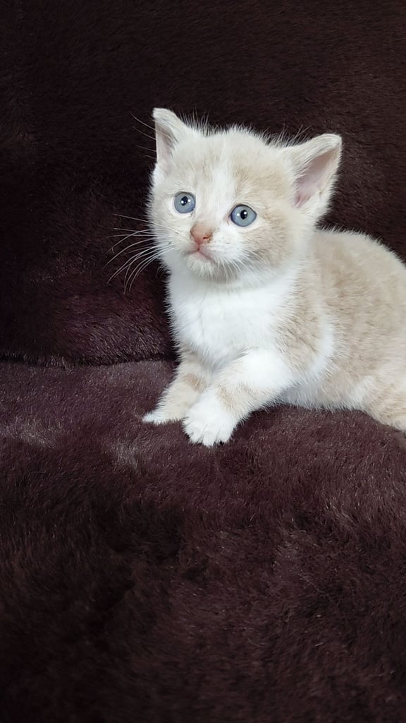 image for  Cream Bengal x british short hair kitten 