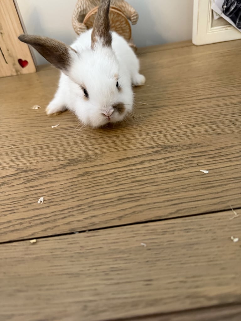 Mini lop rabbits