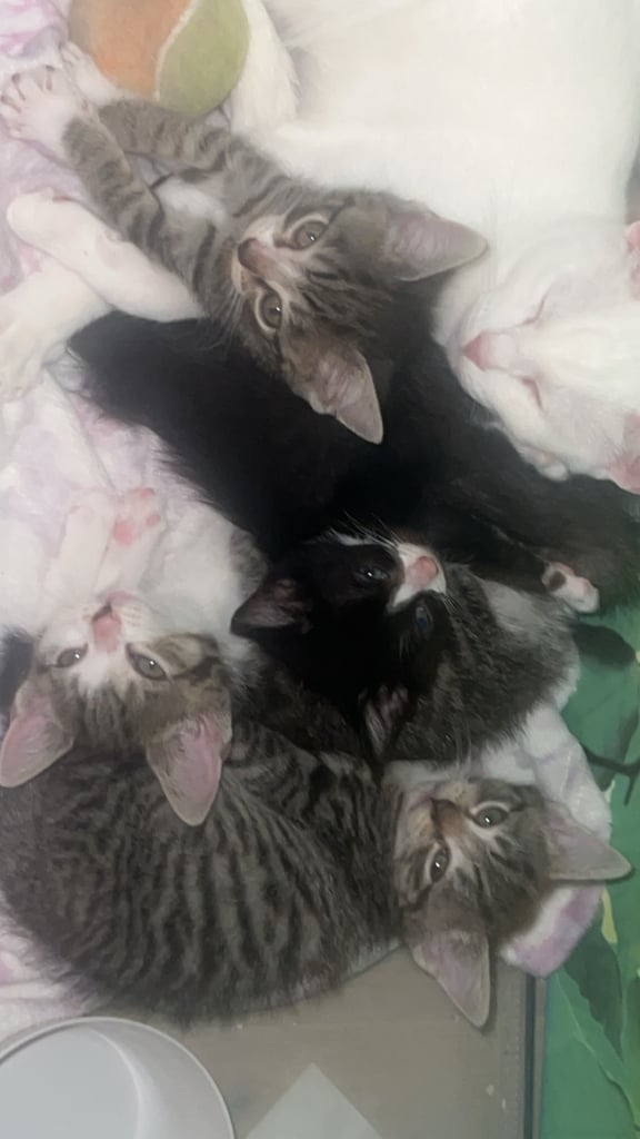 4 Kittens ready now