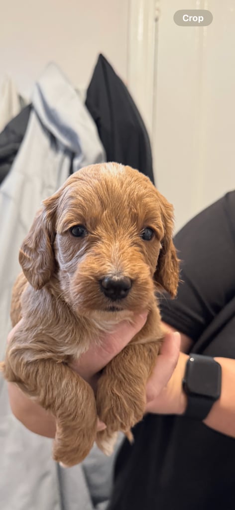 Stunning f1b cockapoo pup
