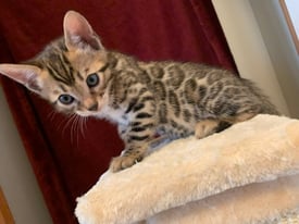 Bengal Kittens for New Homes contact for more information